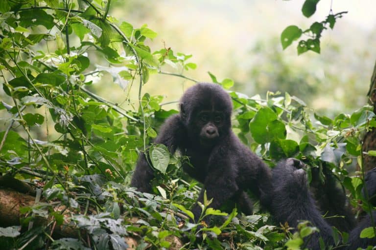 Uganda Gorilla Tracking Babygorilla