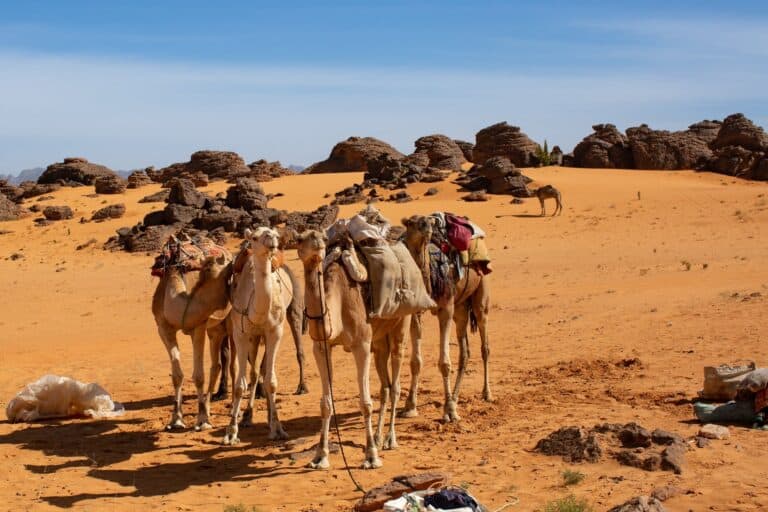 Kameltrekking Sahara Algerien