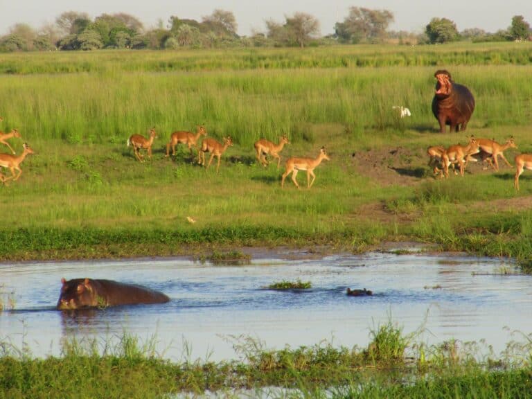 Botswana Chobe Nationalpark Tiere