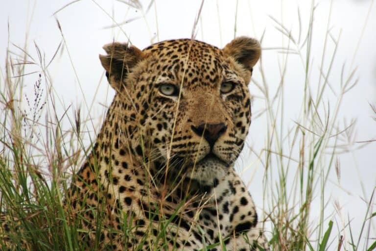 Botswana Big Five Safari Leopard Profil
