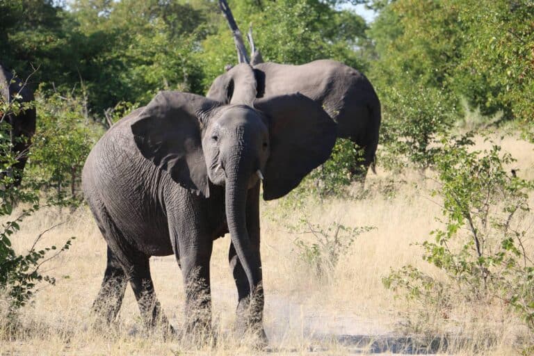 Botswana Moremi Elefant