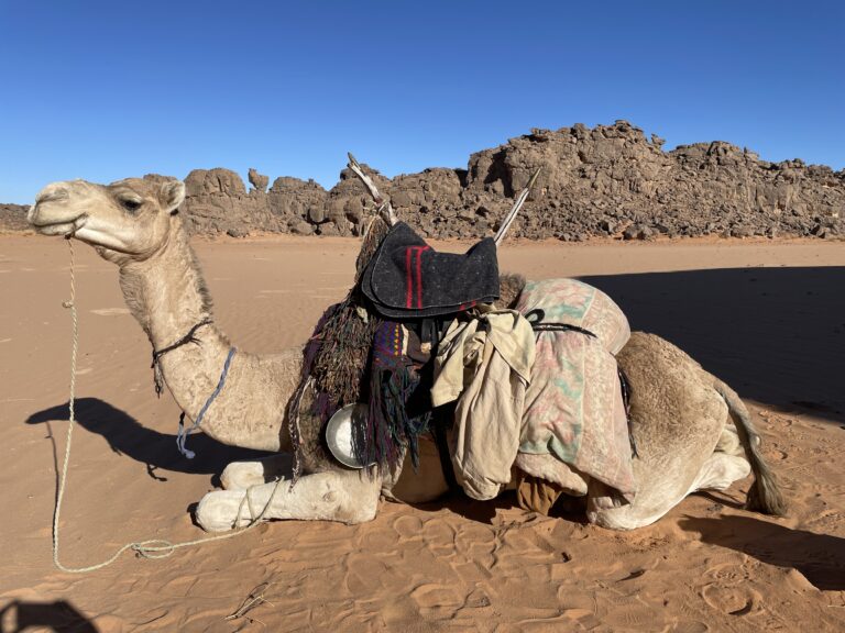 Kamel mit Tuareg Sattel